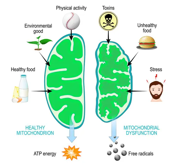 Neuro-Thrive